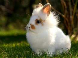 Декоративный крольчонок в траве