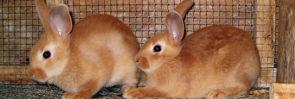 Как Ухаживать за Кроликами в Домашних Условиях