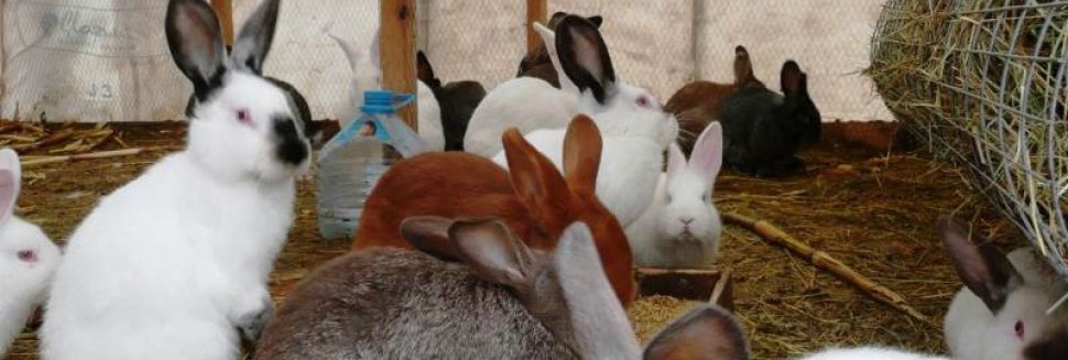 Выращивание Кроликов в Домашних Условиях