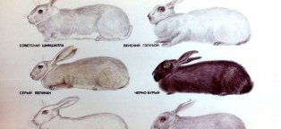Кролиководство Породы